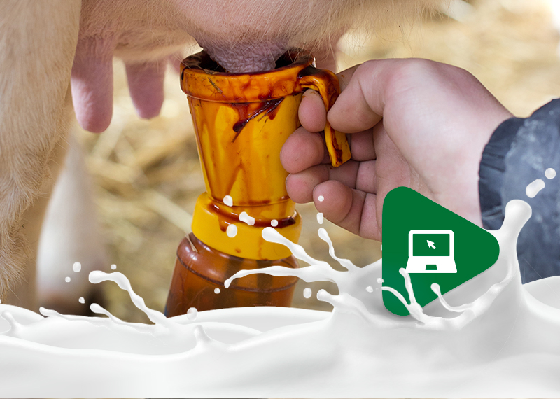 CCS do leite: Saiba se o seu rebanho está livre da mastite