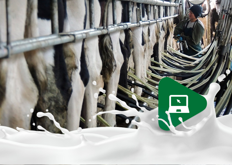 Como a temperatura ambiente influencia na produção leiteira?