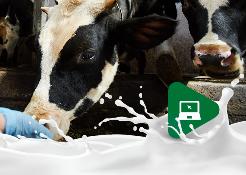 Relação entre bem-estar das vacas leiteiras e a produção de leite