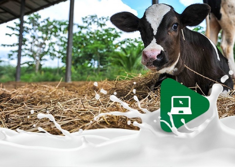 6 principais cuidados com bezerros para garantir a produção de leite de qualidade!