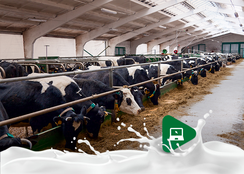 Novo momento da produção leiteira: Quais aspectos são importantes para garantir a lucratividade?
